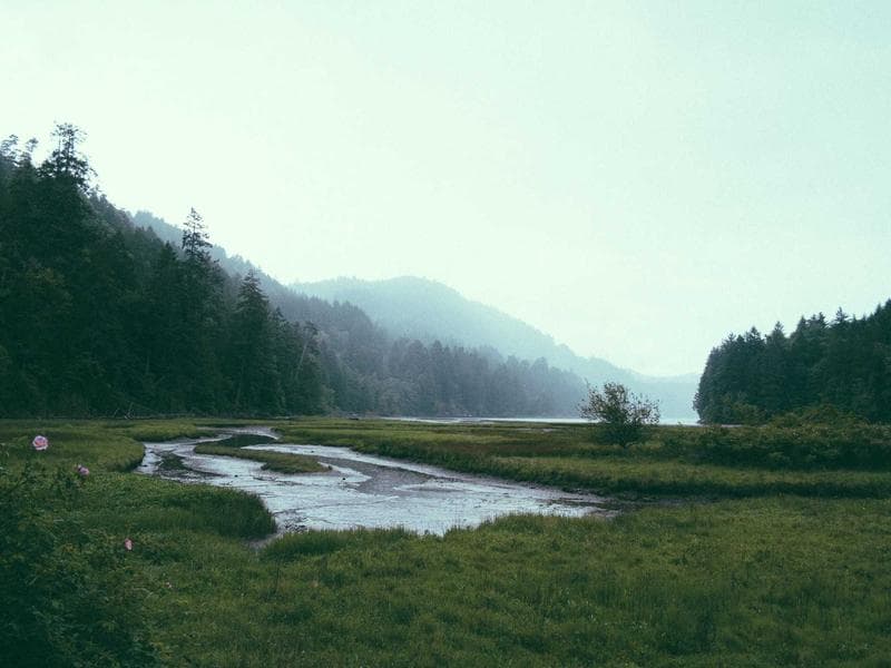 Baumfällung – Referenzprojekt 1