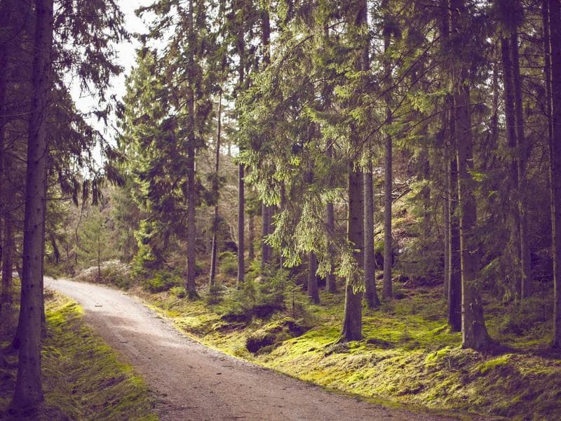 Dachreinigung – Vorher/Nachher 2 – Nachher