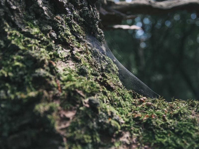 Dachreinigung – Referenzprojekt 6
