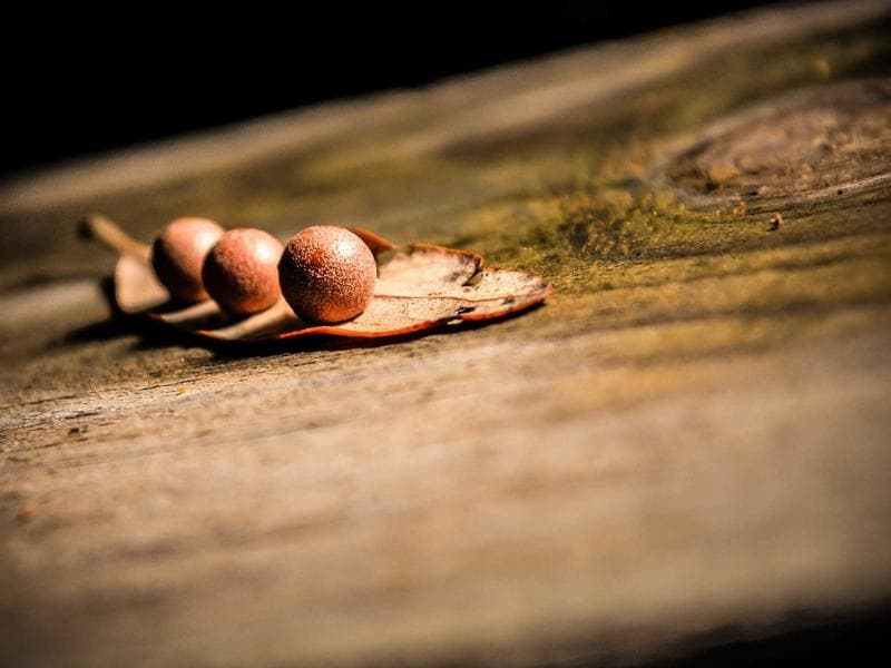 Gartenpflege – Referenzprojekt 1